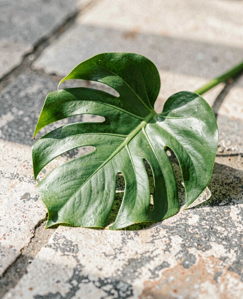 A misplaced botanical element